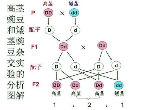 什么叫杂合子什么叫纯合子