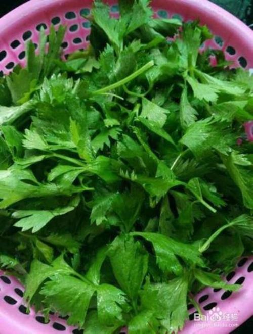 芹菜叶水适合浇什么花