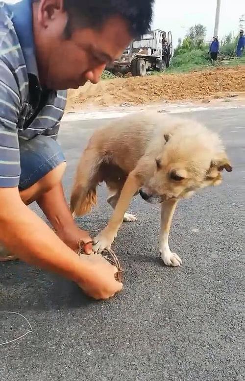 什么动物走路脚不踏地