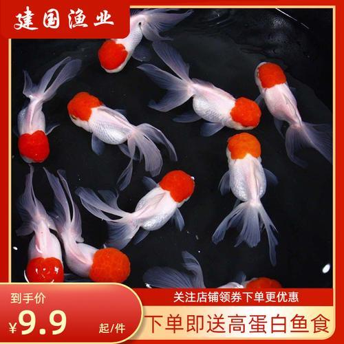 小型冷水鱼观赏鱼有哪些