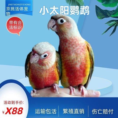 小太阳鹦鹉多大可以戴脚链