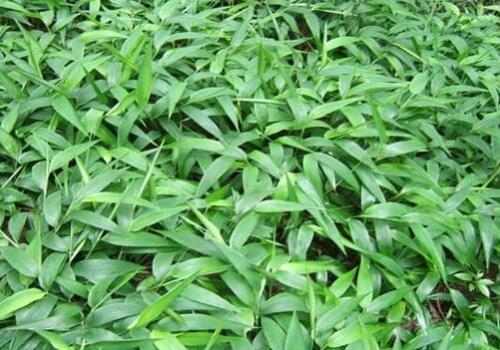 淡竹如何种植