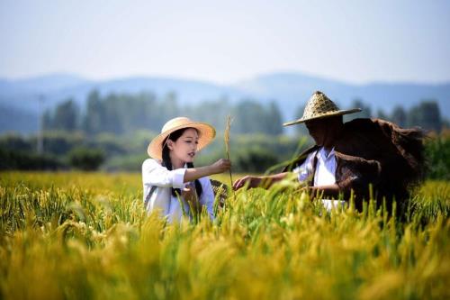 风吹稻花田间香下半句
