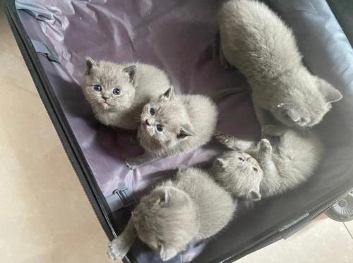 蓝猫一窝里大的好还是小的好