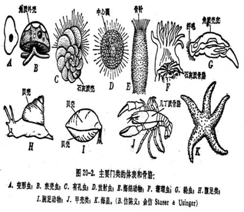 不经历细胞分化的无脊椎动物