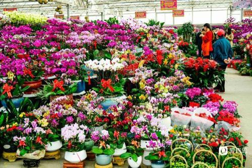 双桥花卉市场营业时间春节2023