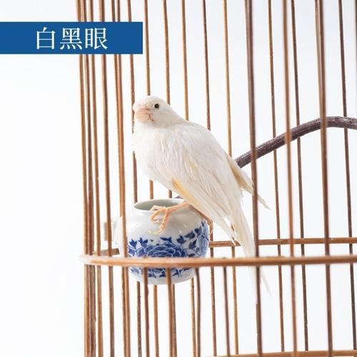 观赏鸟十大鸣鸟排名