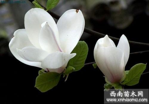 玉兰花上长什么