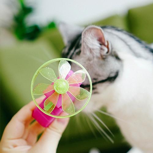 怎么训练猫咪玩飞盘枪