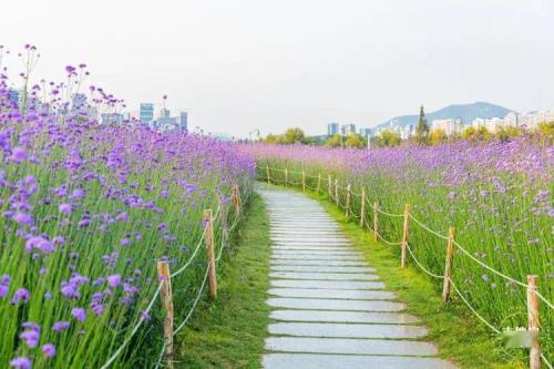 深圳哪里有大片花海