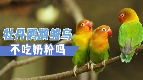 牡丹鹦鹉不喂崽怎么办