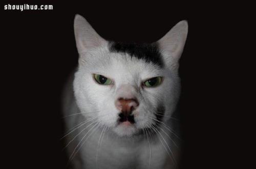传说中最可怕的猫