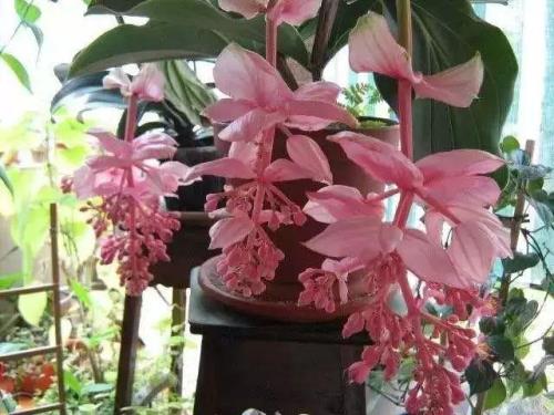 宝莲灯花的养殖方法和费用