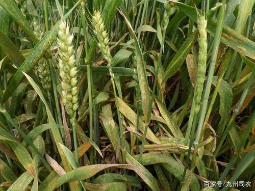 河南小麦今年都干枯了是何原因