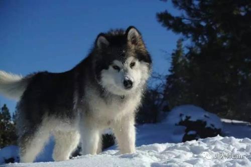阿拉斯加犬能寿命多久
