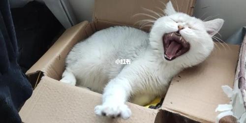 猫嗷呜嗷呜叫什么意思