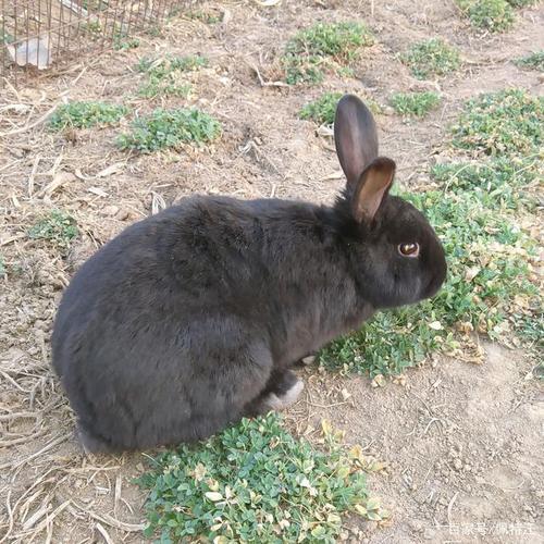 比利时兔可以当宠物吗