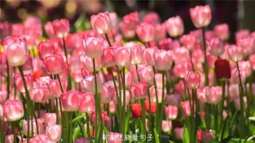 祝朋友圈好友顺风顺水的句子