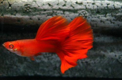 孔雀鱼最大多大