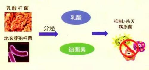 蛋白质分解菌是有益菌吗