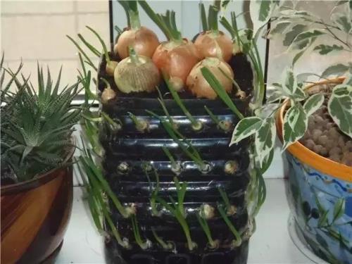 油桶改造花盆种菜