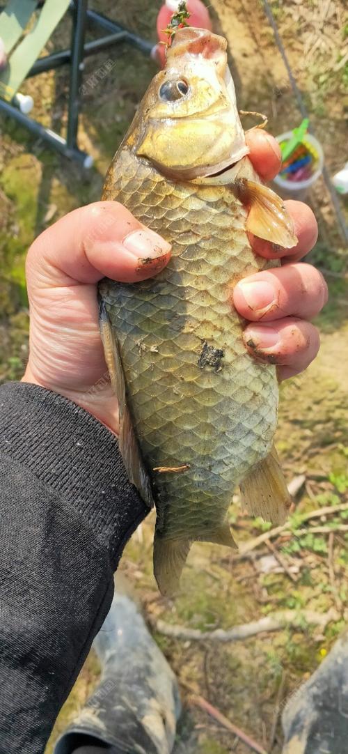 一斤湘鲫用多大钩子