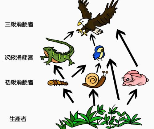 最完整的食物链