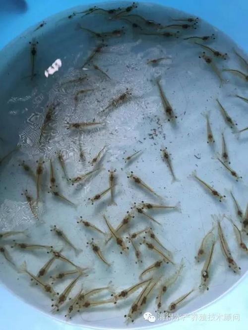 虾塘甲澡怎么消灭