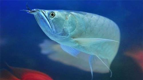 银龙要死怎么补救