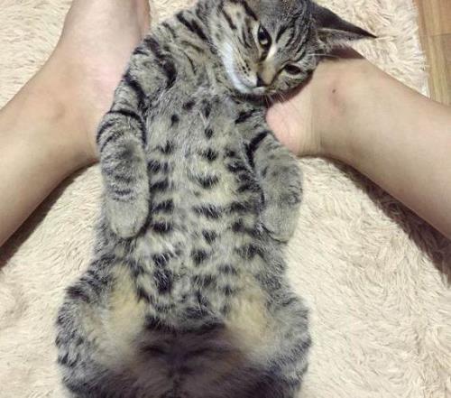 狸猫喜欢被人摸哪块儿