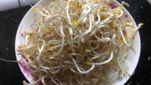绿豆芽要怎样发