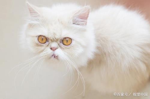 多漂亮的猫啊同义句