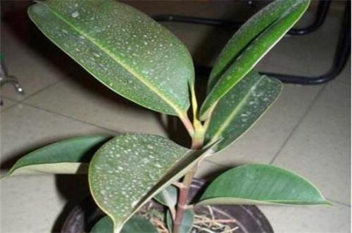 植物叶子的灰尘能p点吗