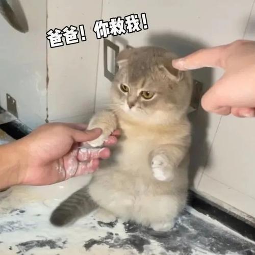 小猫开门表情包怎么拍