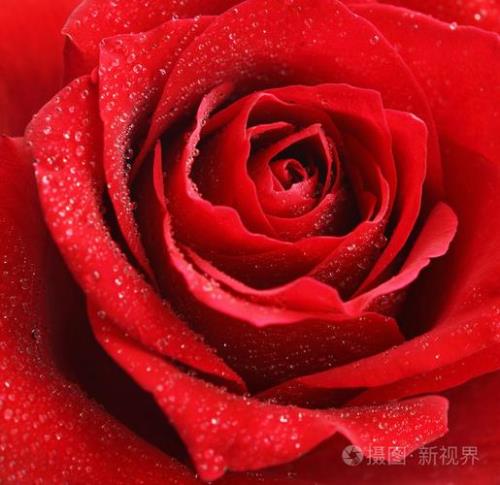 红色底子什么颜色的花好看