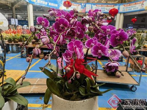 昆明花市春节营业时间