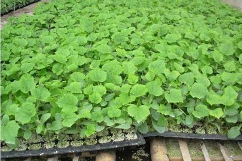 泡沫箱育瓜苗用啥土合适