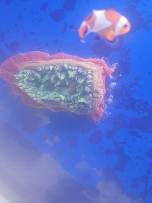 奶嘴海葵吐肠脱藻表现