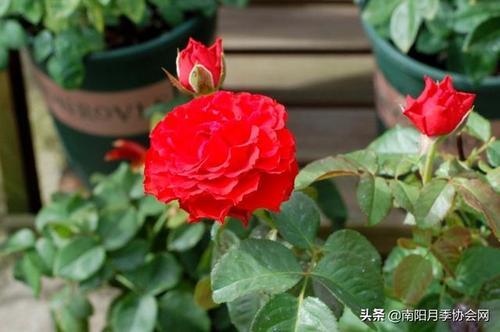 火灵月季优缺点