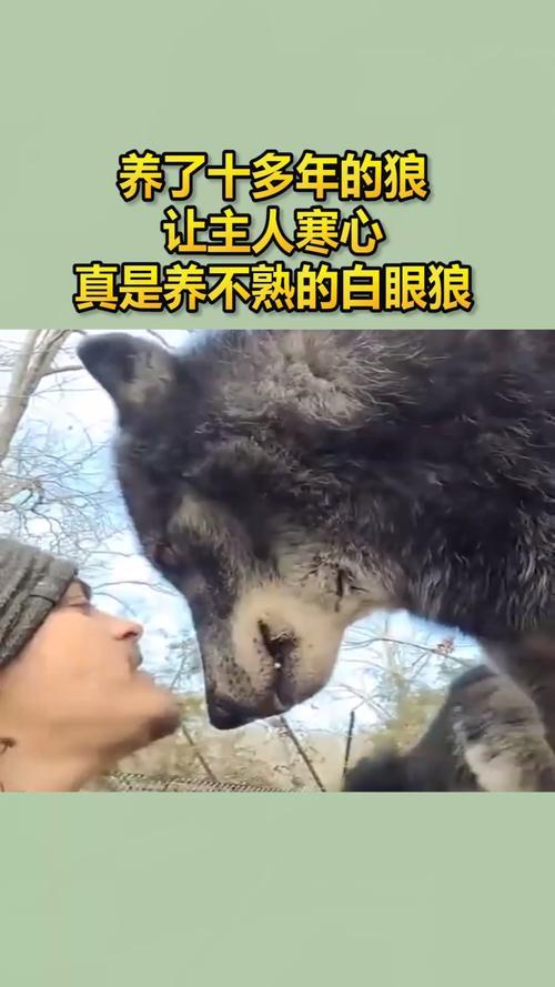 受了伤的狼女声原唱完整小版