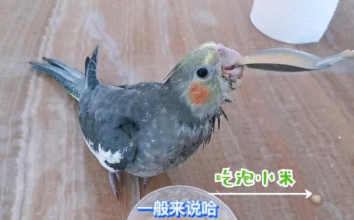 鸽子吃大米小米吗