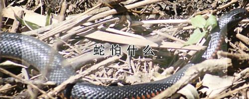 蛇怕什么颜色蛇怕什么颜色