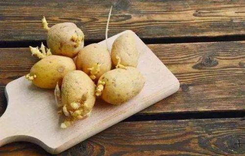 新土豆怎么保存不发芽