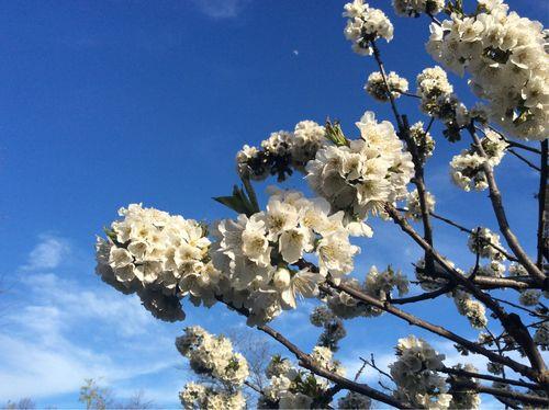 树树花如雪是什么意思