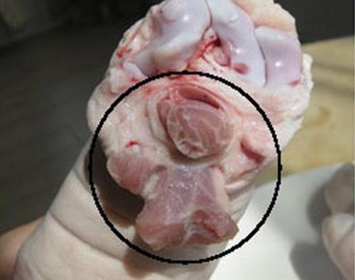 如何区分猪前蹄和猪后蹄