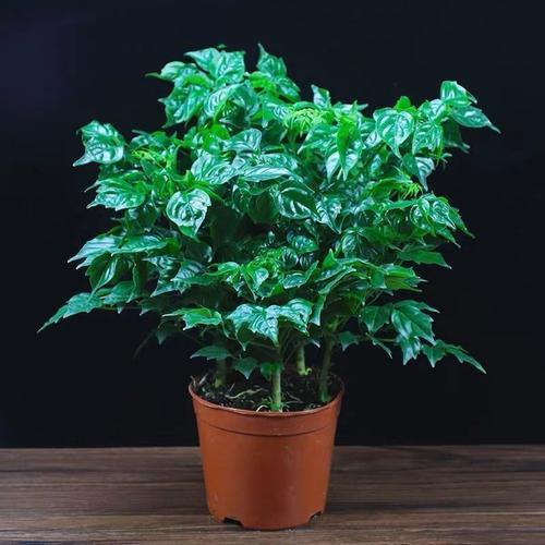 专业类的树木花卉需要施什么肥