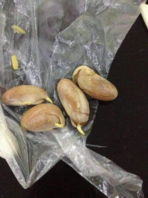 菠萝蜜种子正确吃法