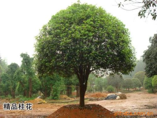 桂花树什么树形价值高