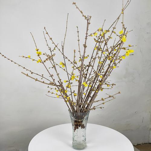 腊梅瓶插花花期多久