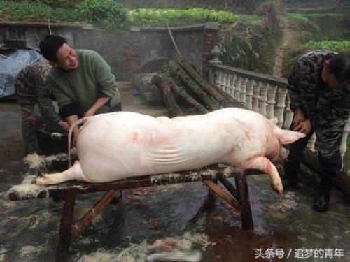 怎样杀猪最残忍
